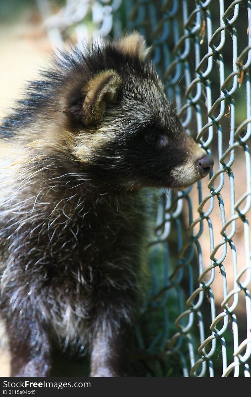 Marderhund coming from osteurope and looking like racoon. Marderhund coming from osteurope and looking like racoon