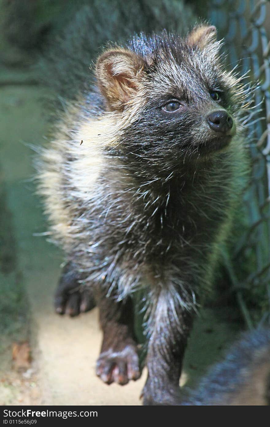 Marderhund coming from osteurope and looking like racoon. Marderhund coming from osteurope and looking like racoon