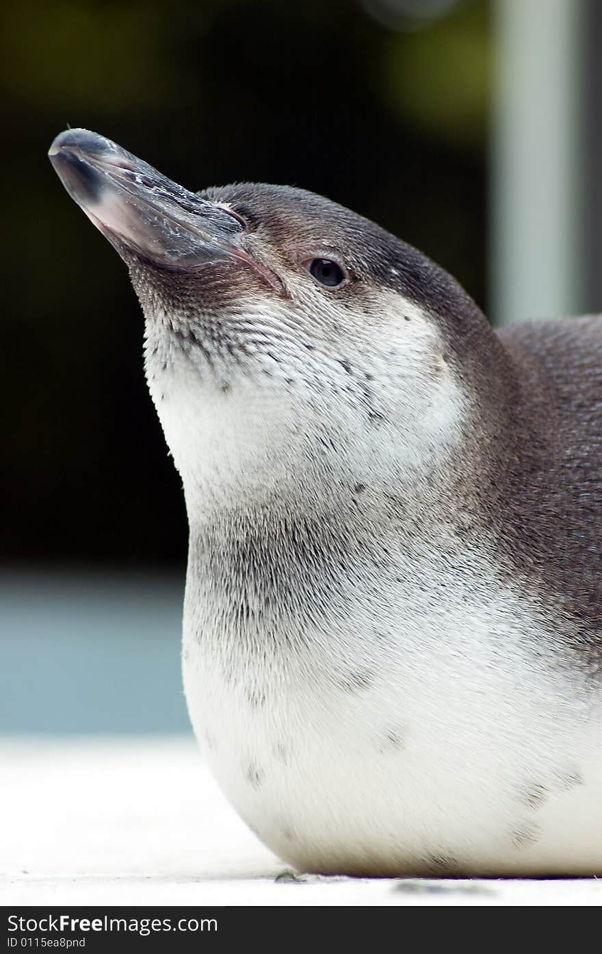 Close Up Penguin