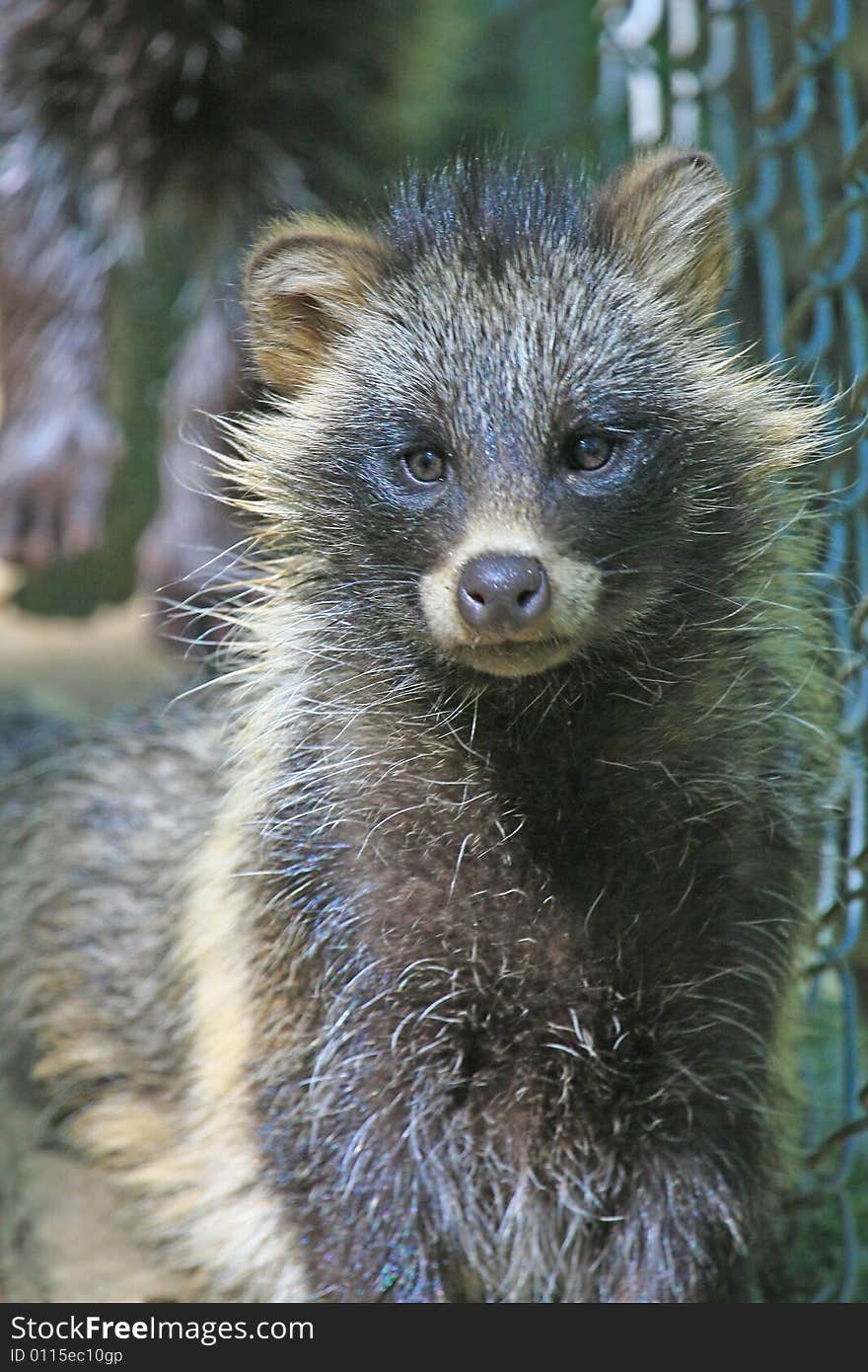 Marderhund coming from osteurope and looking like racoon. Marderhund coming from osteurope and looking like racoon