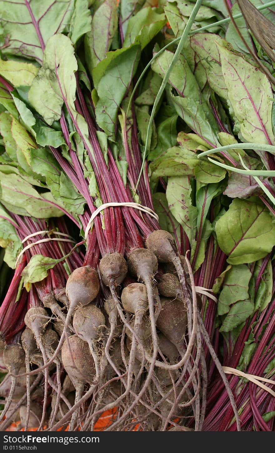 Young beets with greens, freshly picked that morning, found at a local farmers' market. Young beets with greens, freshly picked that morning, found at a local farmers' market