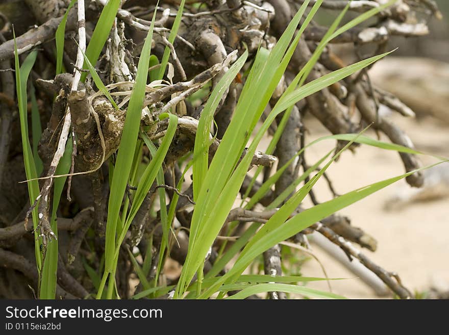 Green grass and tree root