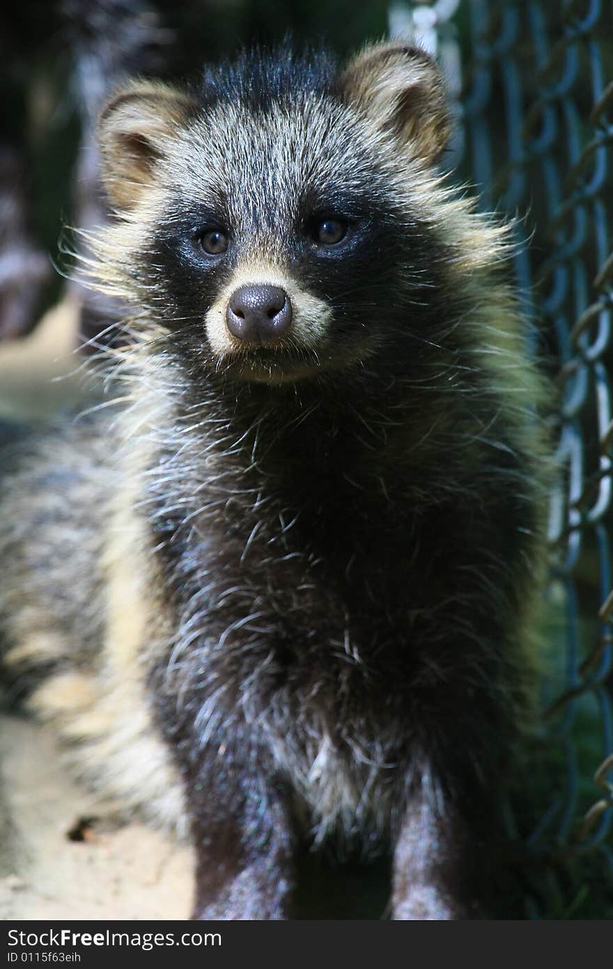 Marderhund coming from osteurope and looking like racoon. Marderhund coming from osteurope and looking like racoon