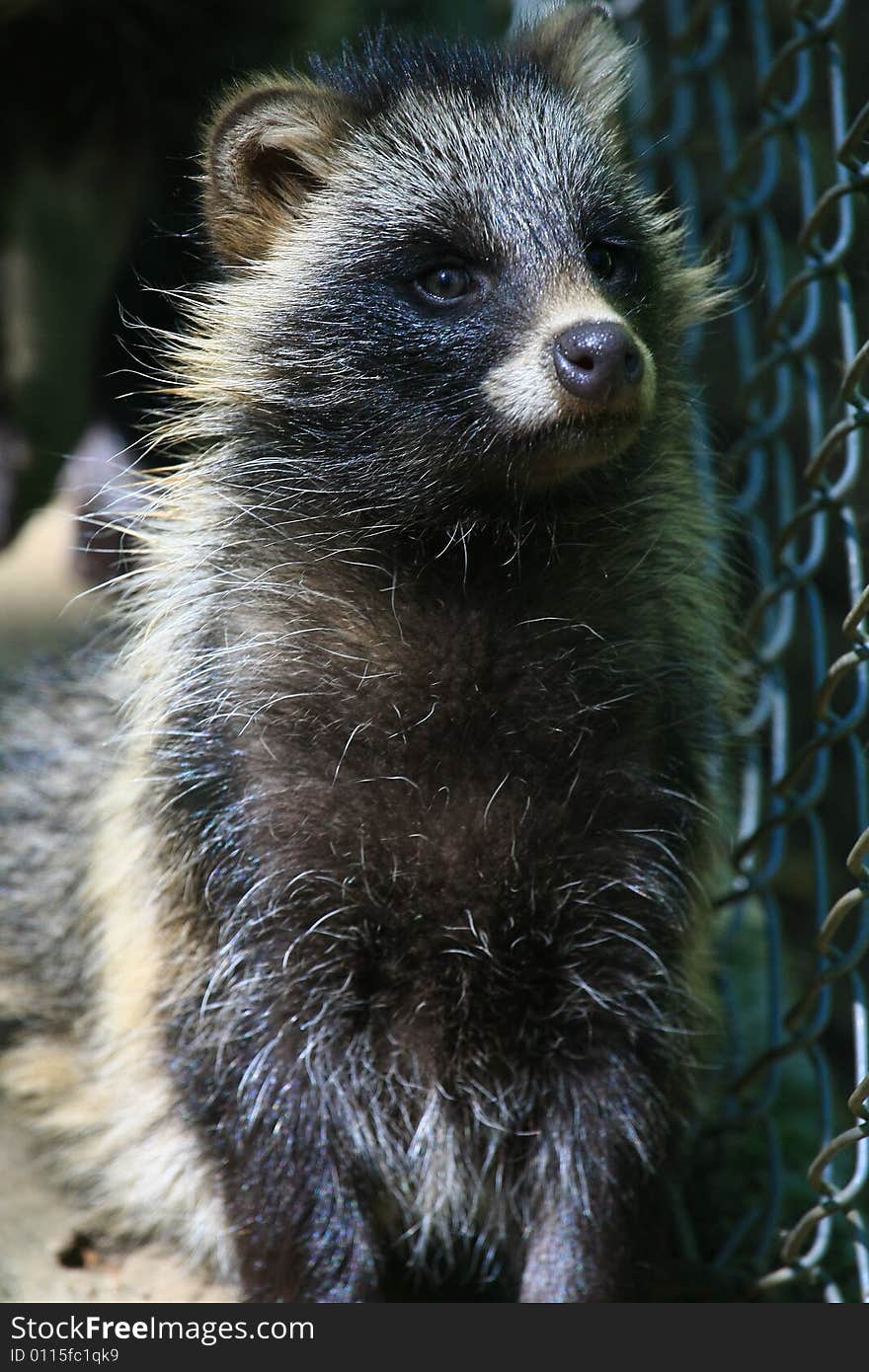 Marderhund coming from osteurope and looking like racoon. Marderhund coming from osteurope and looking like racoon