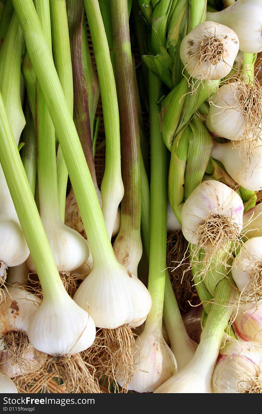 Freshly Picked Onions