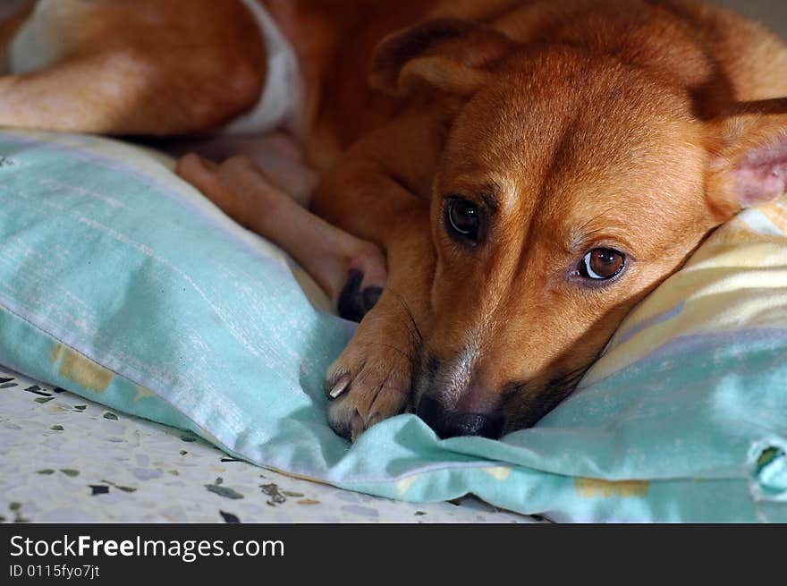 A cute brown sleepy puppy on his pillow