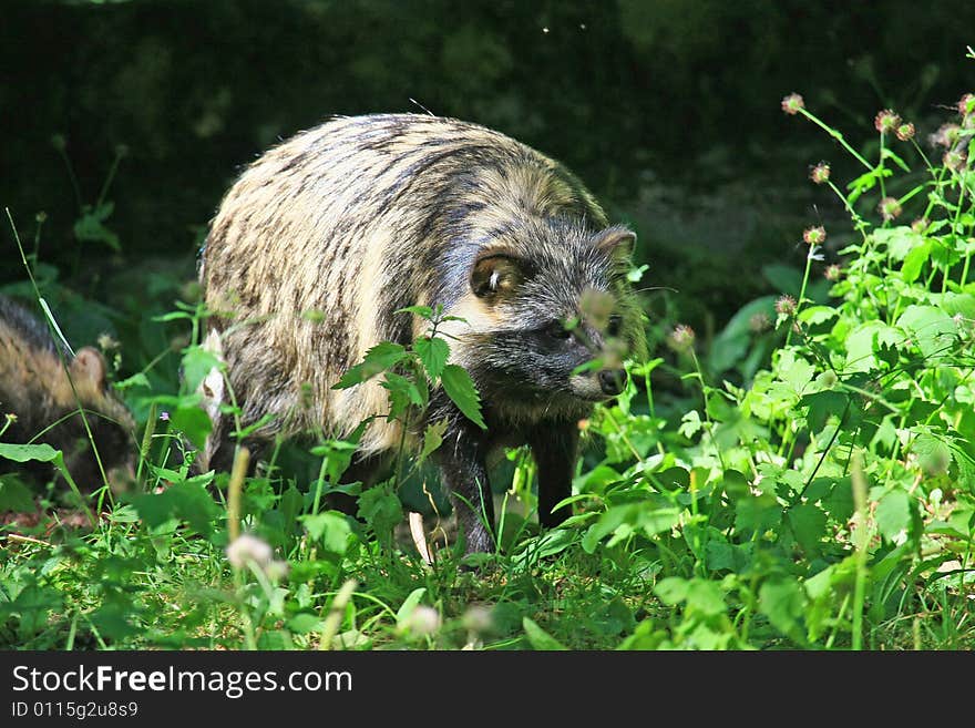 Marderhund coming from osteurope and looking like racoon. Marderhund coming from osteurope and looking like racoon