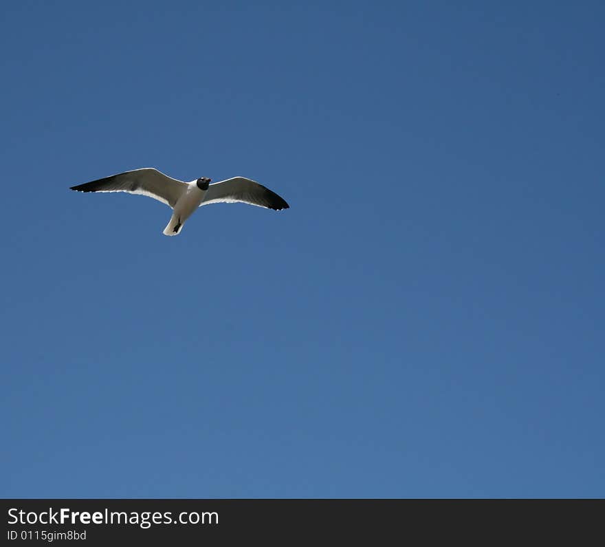 Tern Flying