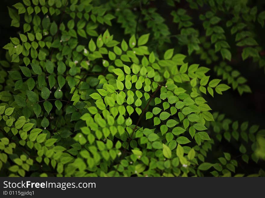 Green Leaves