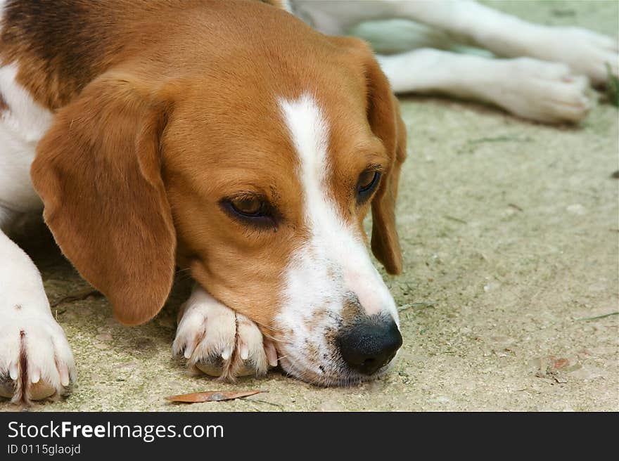 Portrait of very tired beagle