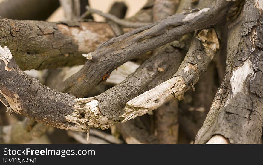 Dry tree root on the beach