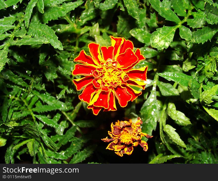 Red flower and leaves of marigold  after a rain. Red flower and leaves of marigold  after a rain.