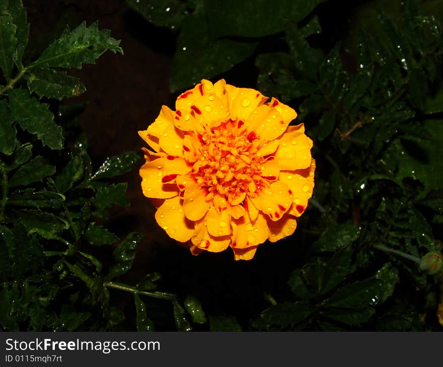 Flower of marigold after a rain on dark background. Flower of marigold after a rain on dark background.