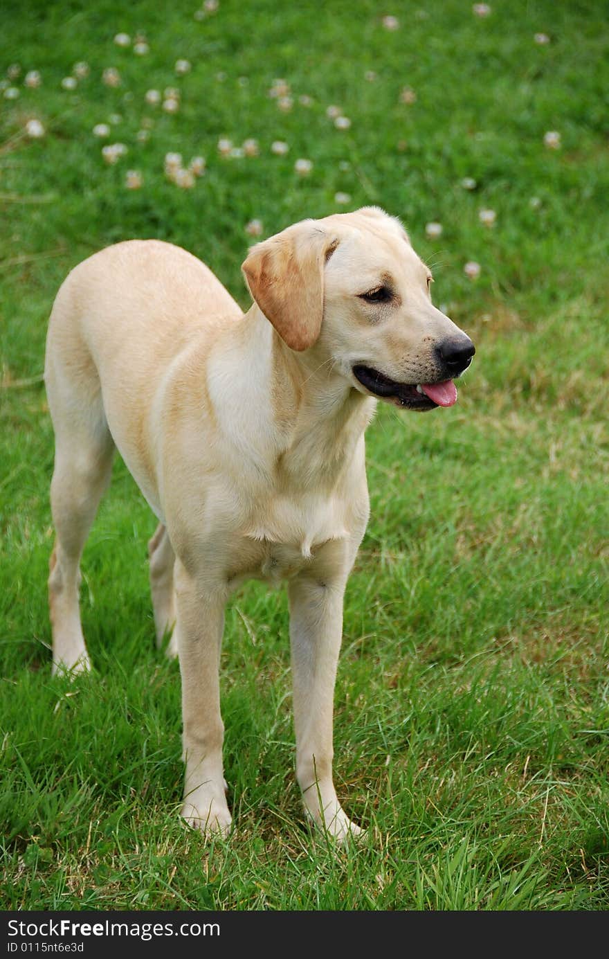 Shot of a cute labrador puppy in a field of clover