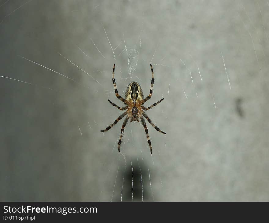 Garden spider awaiting a for food