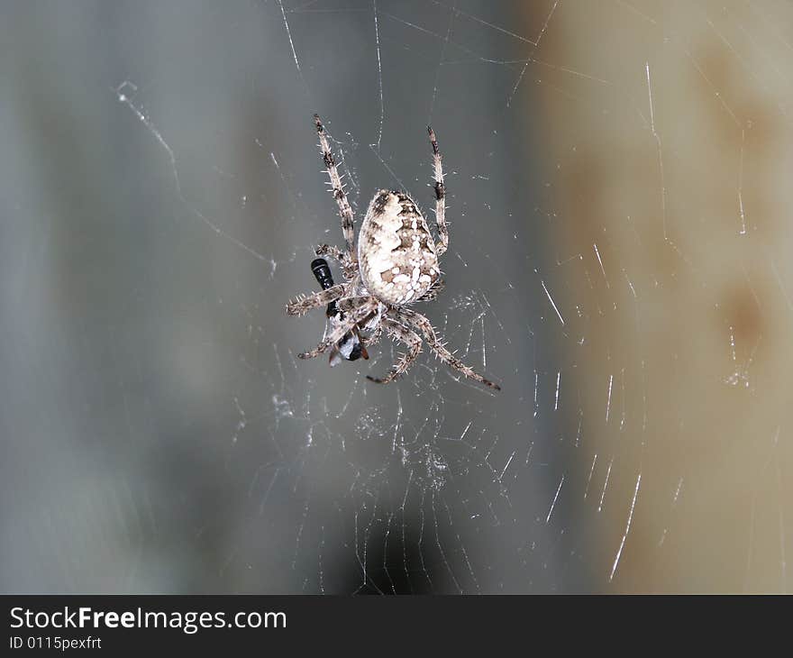 Garden spider is having a meal