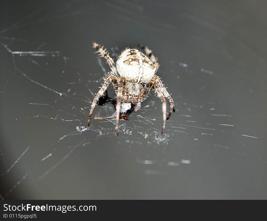 Garden spider is having a meal