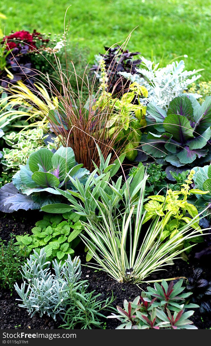 Autumn plants in fresh bed