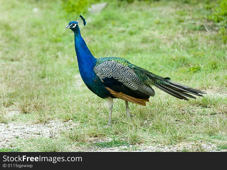 Peacock