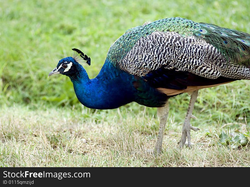 Peacock