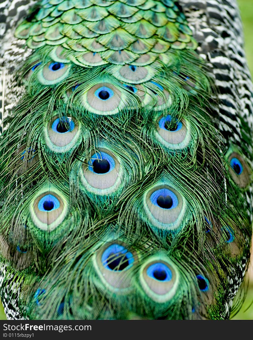 Peacock Feathers