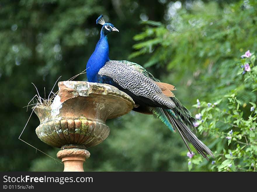 Peacock on old column