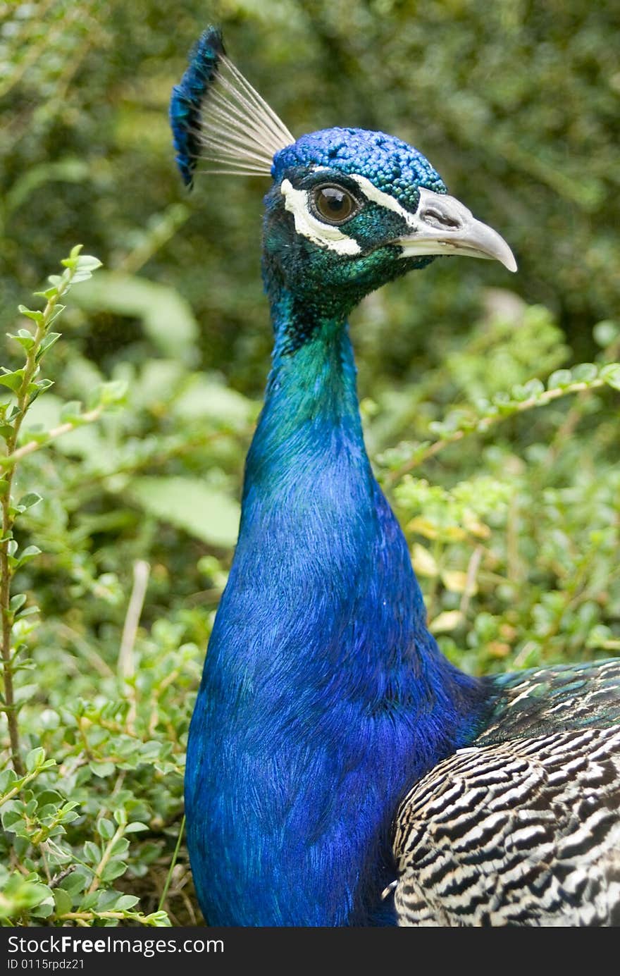 Close up of beautiful peacock. Close up of beautiful peacock