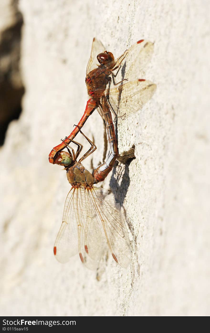 Red dragonflies mating on the stone