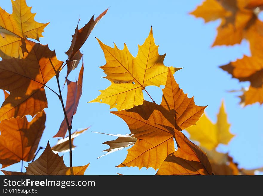 Leaves in autumn