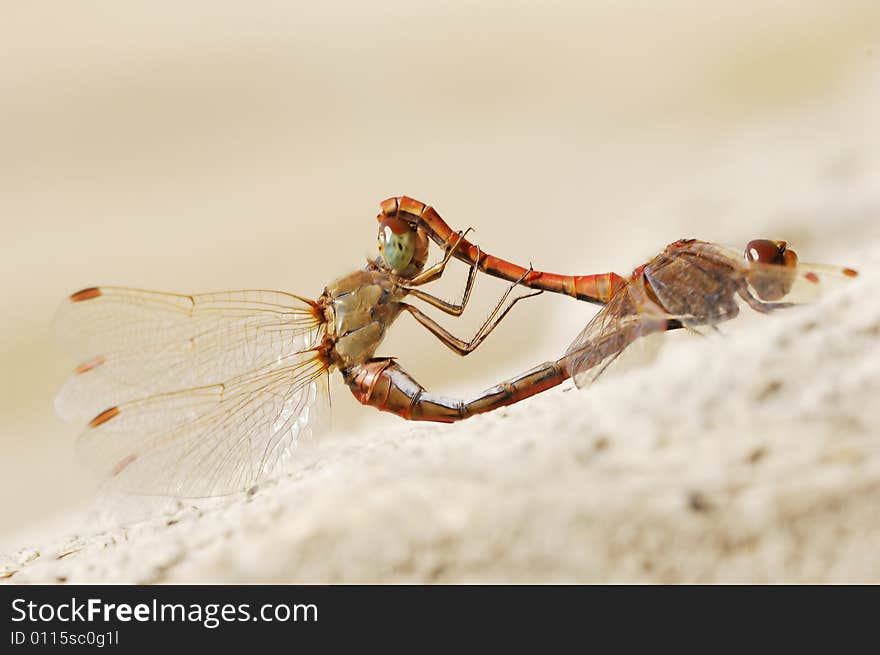 Close-up of profile to red dragonflies mating in light brown background. Close-up of profile to red dragonflies mating in light brown background