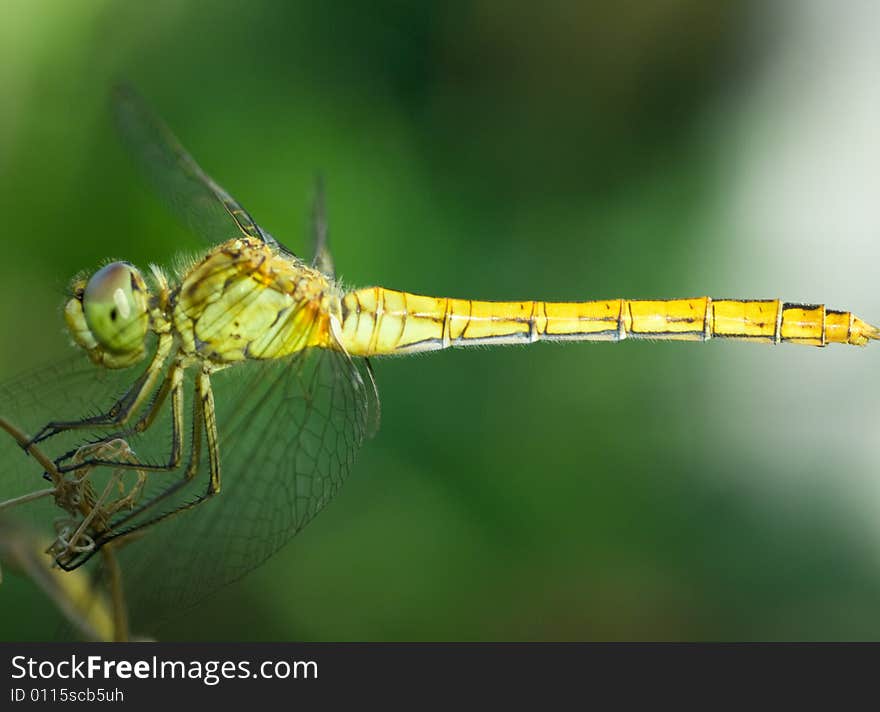 A shot of close-up dragonfly