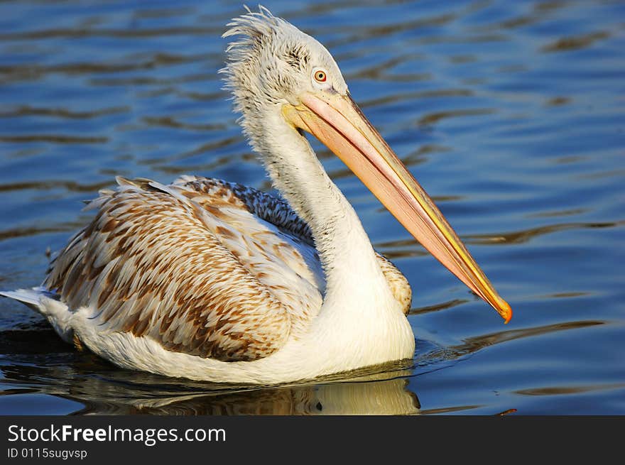 Pelican on lake