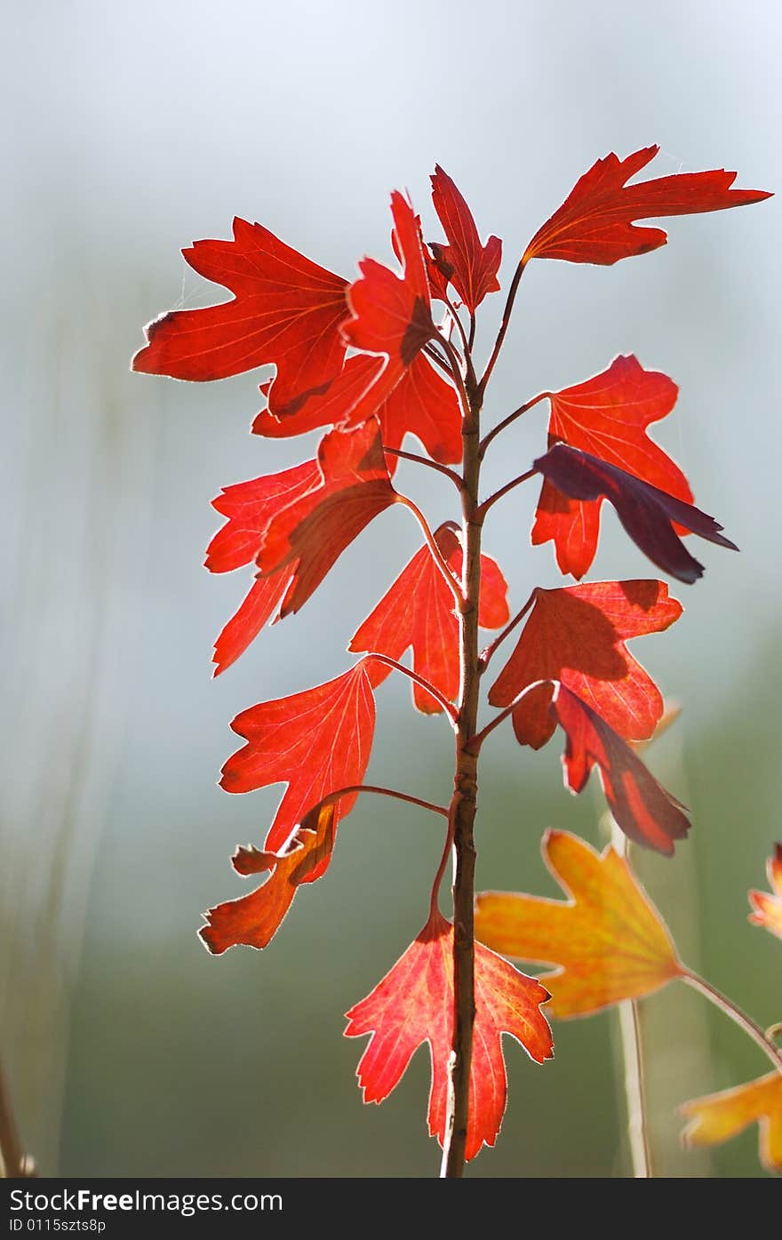 Red leaves