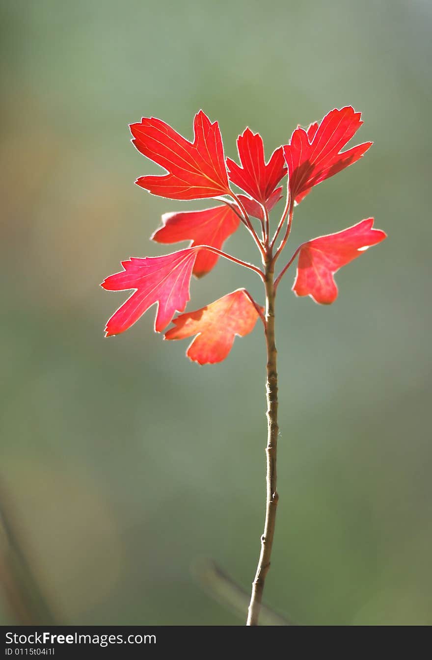 Red branch