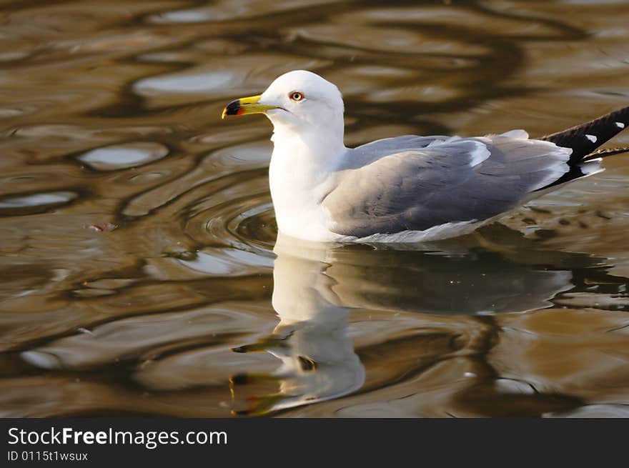 Seagull