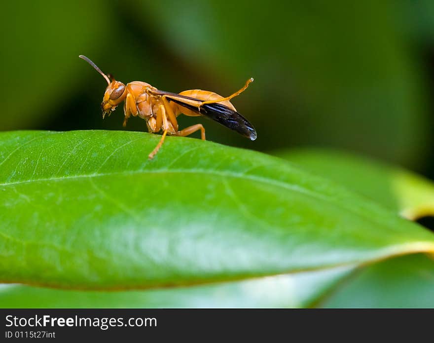 Close-up of Red Social Paper Wasp (Polistes carolinus) cleaning its wings on a Southern Magnolia leaf.