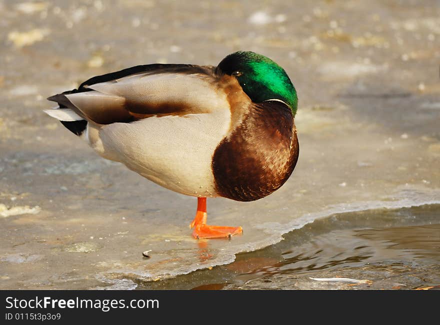 A mallard duck resting on ice. A mallard duck resting on ice