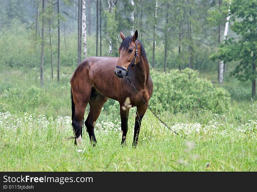 Horse during a rain, myst, grass