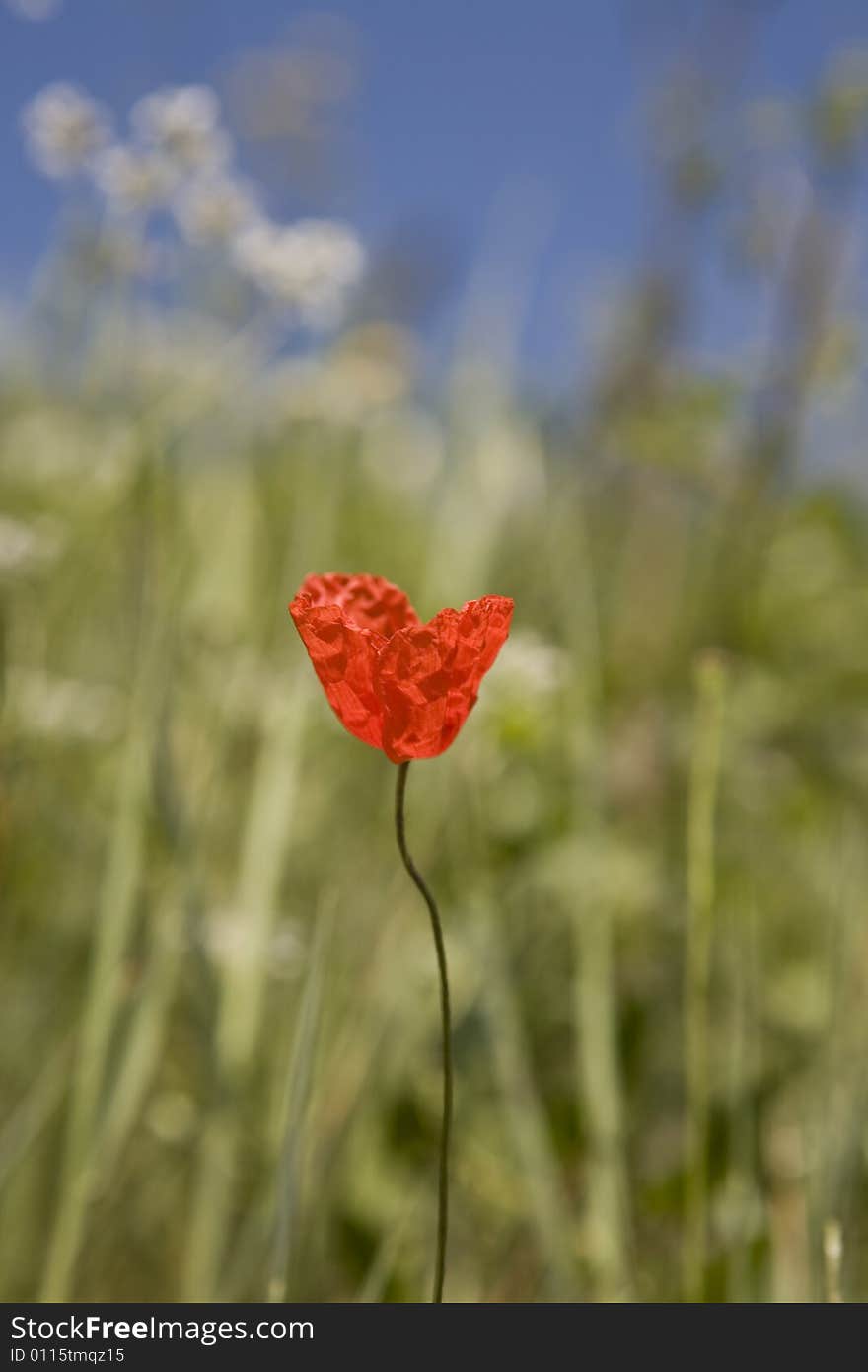 Red poppy in a field