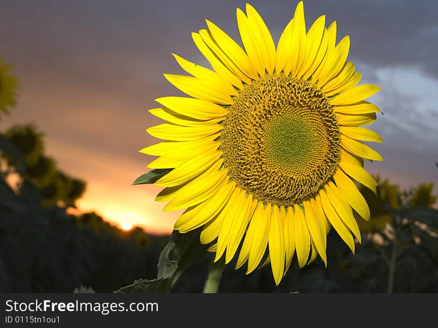 Closeup of a beautiful sunflower at sunset