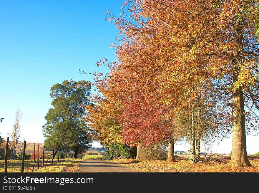 Autumn landscape with tarred road and fence