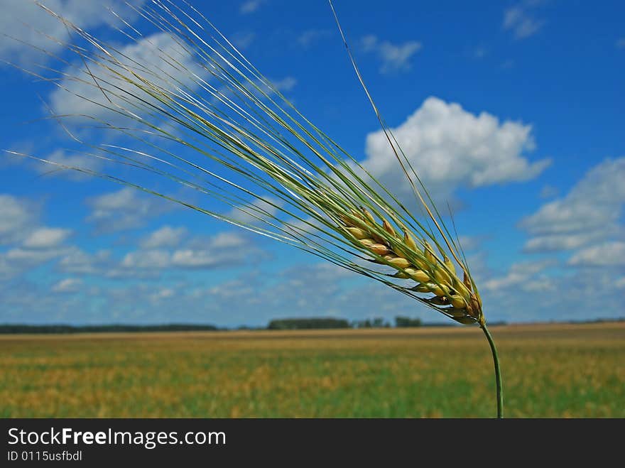 Milk maturity of barley. His corns yet shallow and soft. Milk maturity of barley. His corns yet shallow and soft.