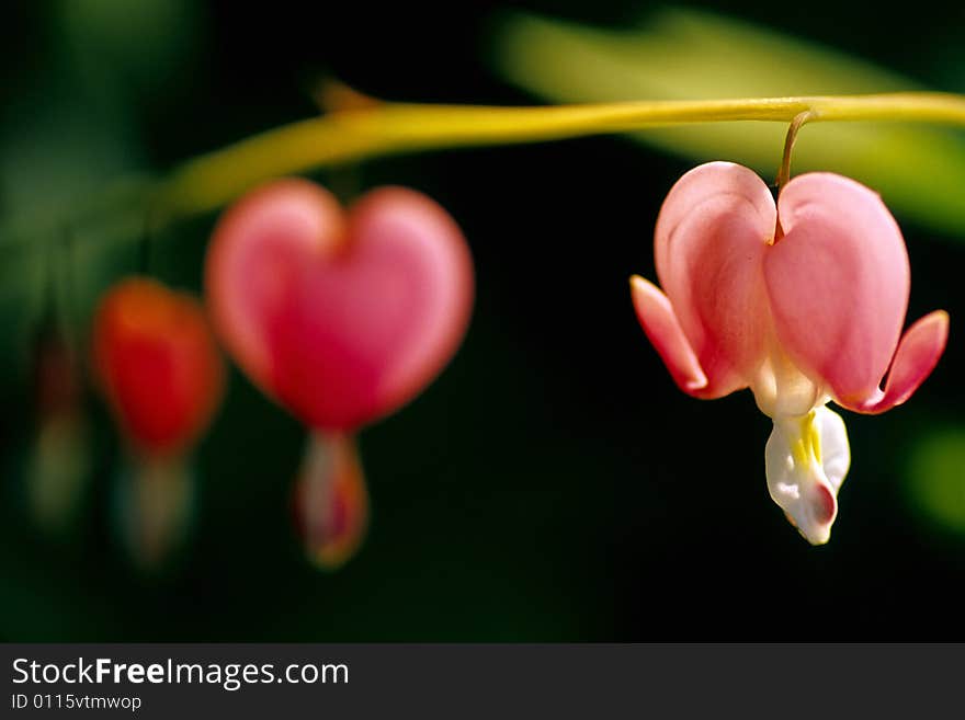 Bleeding heart flowers in garden in Central Park