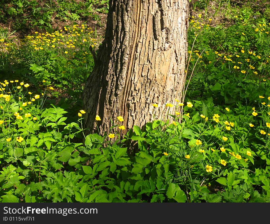 Yellow ranunculus near tree in the forest.