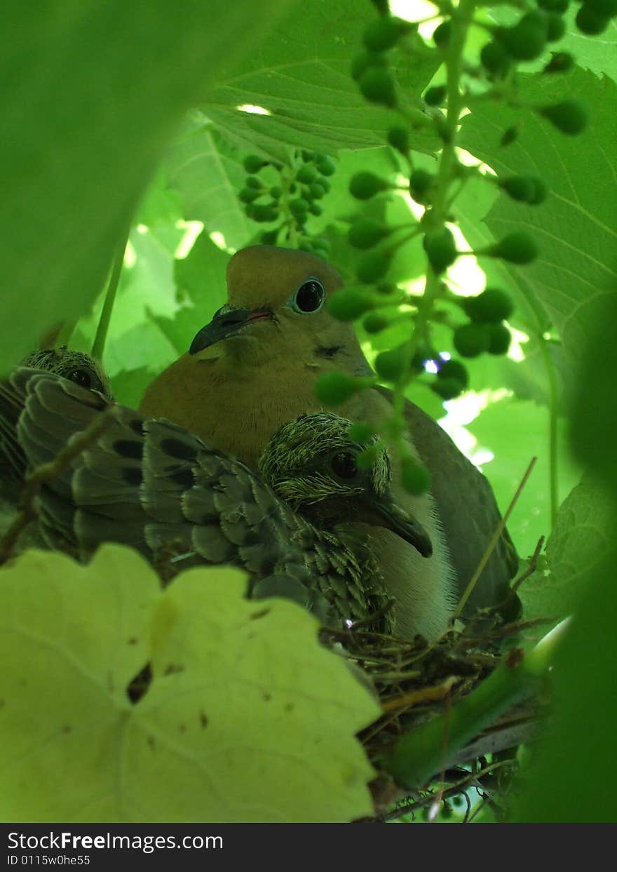 A mother Mourning Dove and baby