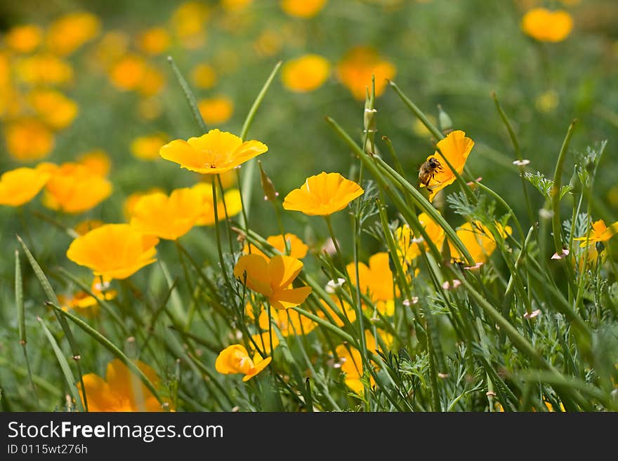 Beautiful yellow flowers on a green field. Beautiful yellow flowers on a green field