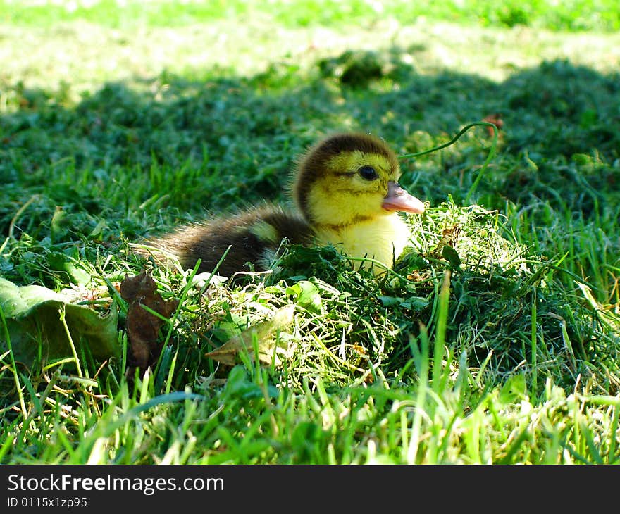 Little duck resting in grass