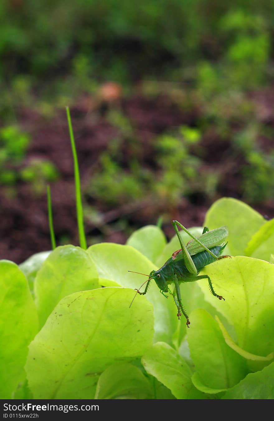 Grasshopper on lettuce