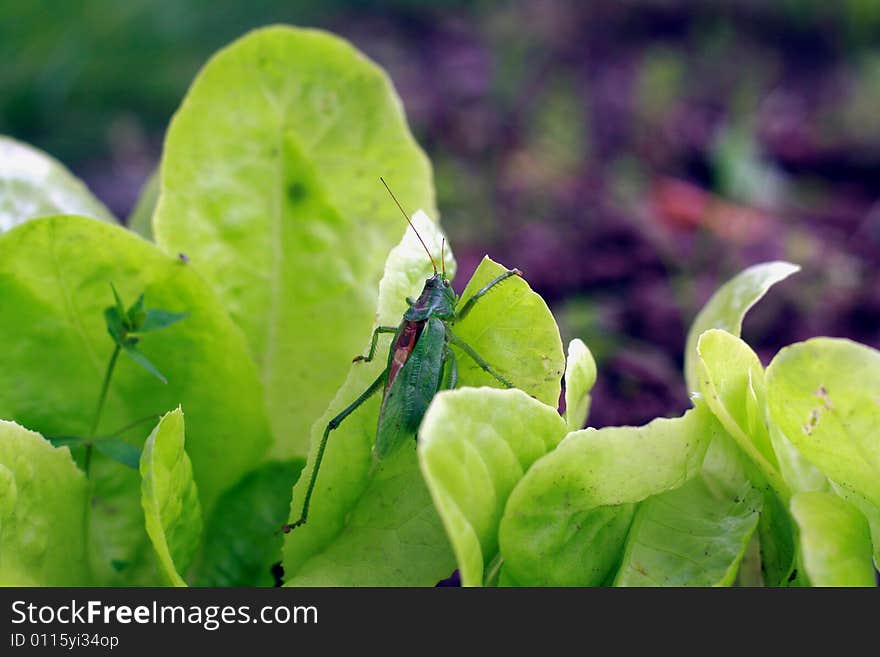 Grasshopper on lettuce