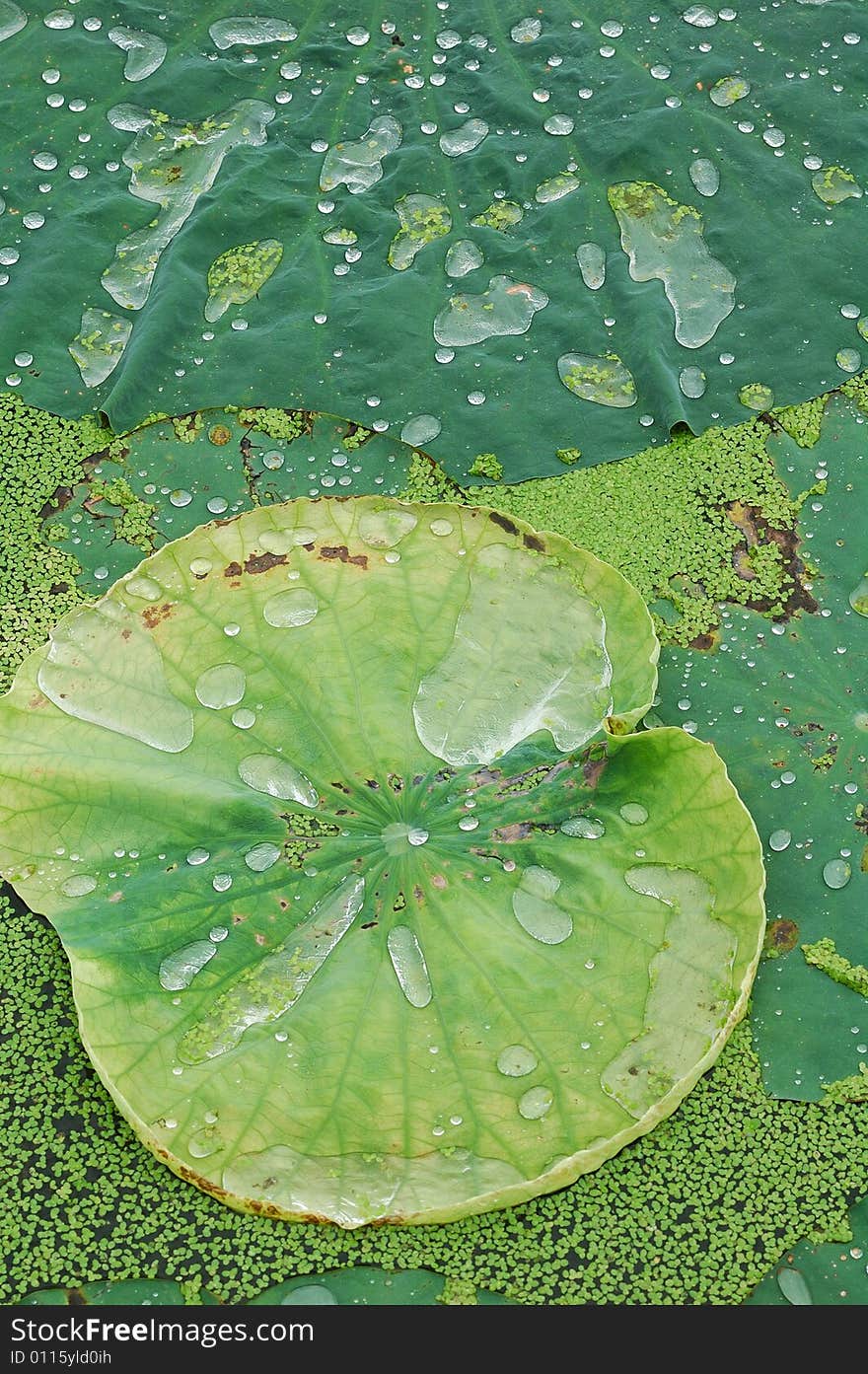 Beautiful water-drop on the lotus leaf.